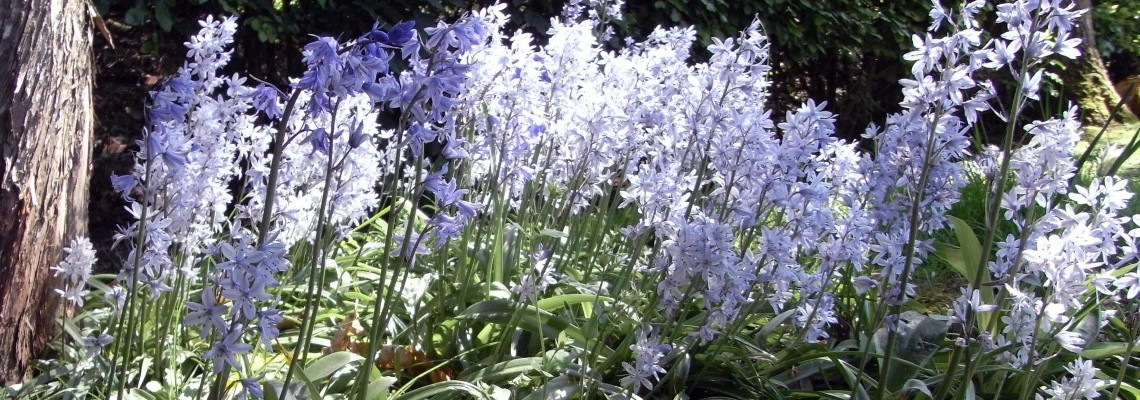 Bluebells_in_the_back_garden_at_The_ Hollies