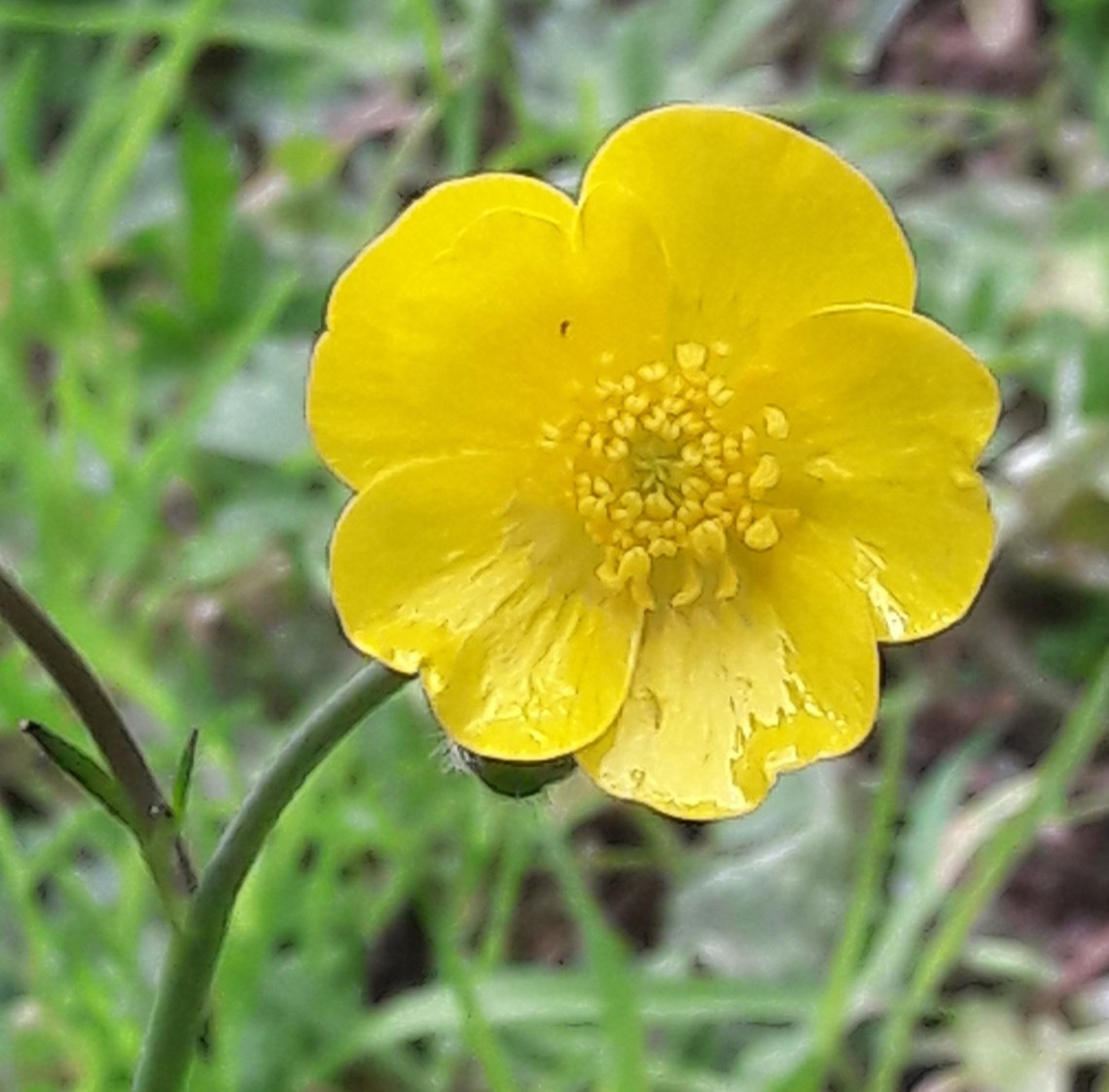 buttercups_a_plenty_at_wild_flower_meadow_at_the_hollies_appleby