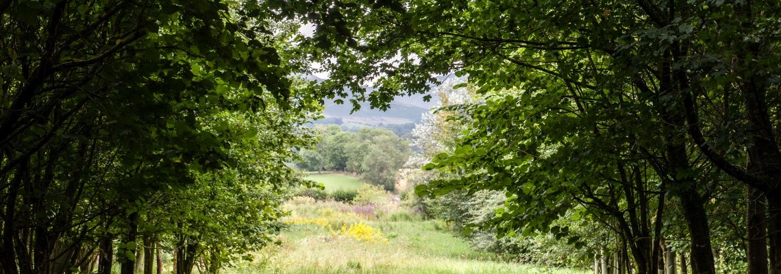 View from our wood down to the meadow