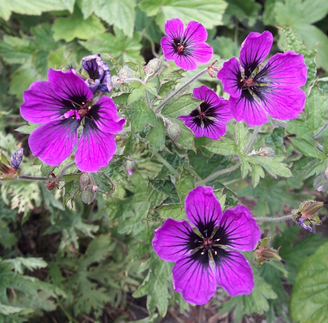 geranium_back_garden_at_the_hollies_appleby