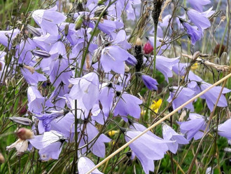 Harebells in Scordale