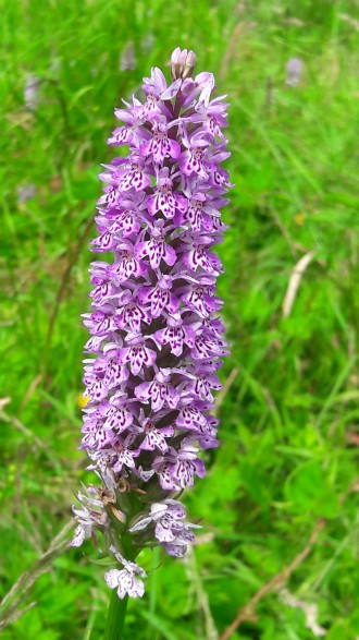 orchid_3_wild_flower_meadow_at_the_hollies_appleby