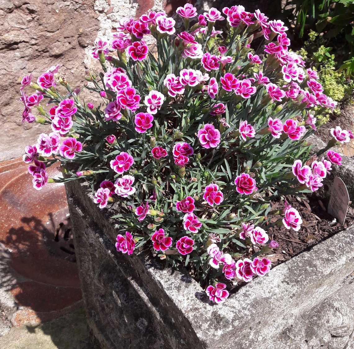 pinks_in_a_pot_at_the_hollies_appleby